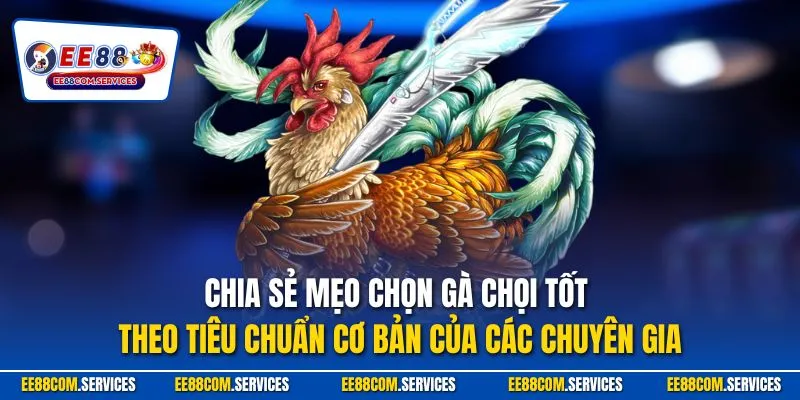 Chia sẻ mẹo chọn gà chọi tốt theo tiêu chuẩn cơ bản của các chuyên gia