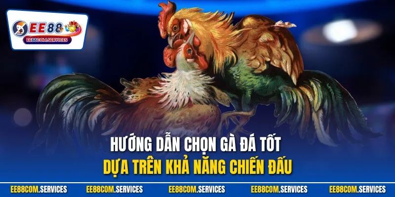 Hướng dẫn chọn gà đá tốt dựa trên khả năng chiến đấu