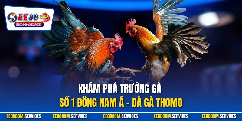 Khám phá trường gà số 1 Đông Nam Á – đá gà Thomo