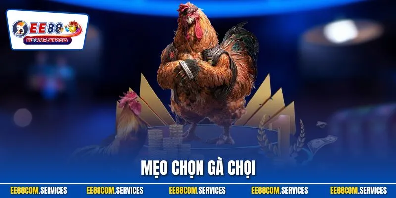 Mẹo Chọn Gà Chọi - Kỹ Năng Xác Định Thần Kê Chuẩn Chỉnh